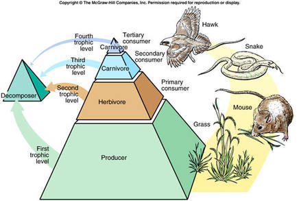 food trophic level energy levels pyramid armadillo ecosystem ecology webs commodity toxic vital chain web science consumer secondary reptiles mammals